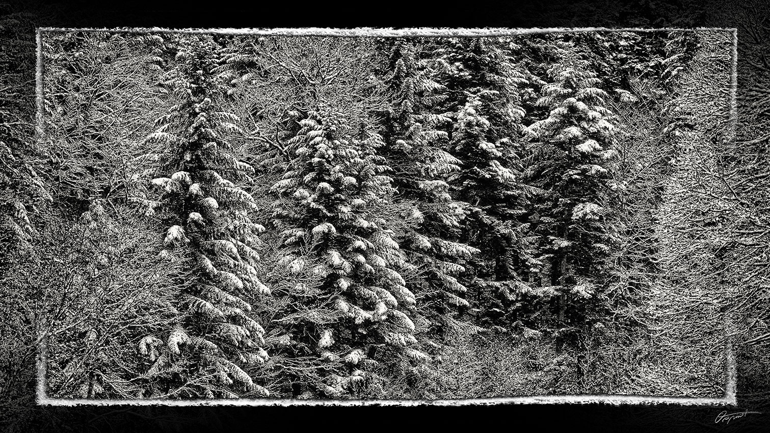 Forêt sous la neige dans le Capcir