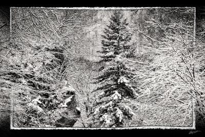 Forêt sous la neige dans les Pyrénées