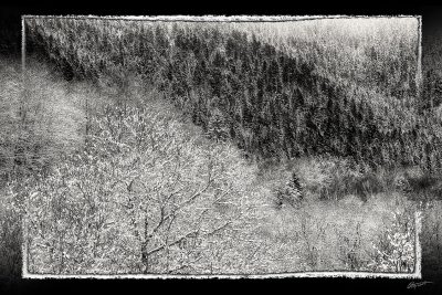 Forêt sous la neige dans les Pyrénées