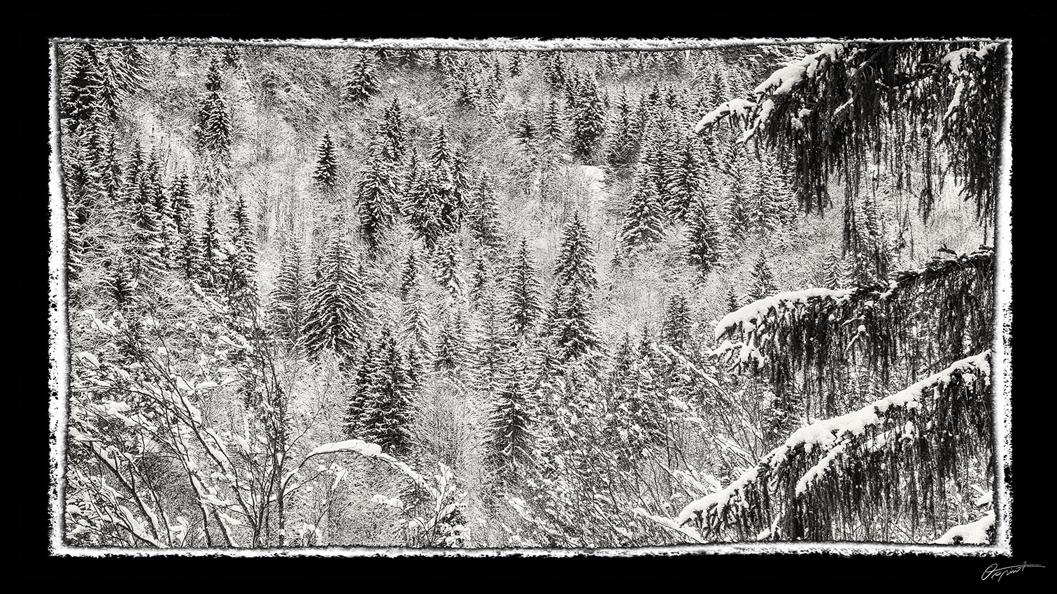 Forêt sous la neige en Haute Savoie