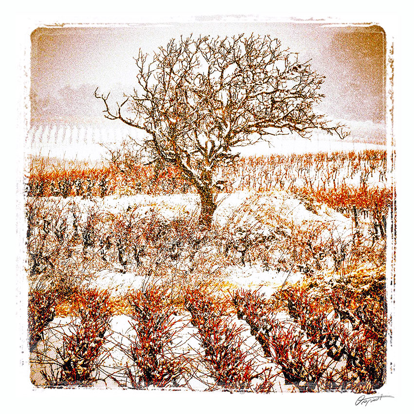 vignes sous la neige en Corbières