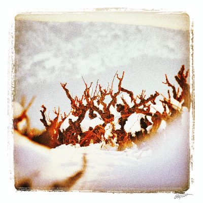 vignes sous la neige en Corbières